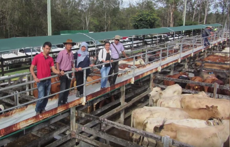 Red Meat and Cattle Partnership Program